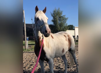 Belgian Riding Pony Mix, Mare, 8 years, 13,1 hh, Overo-all-colors