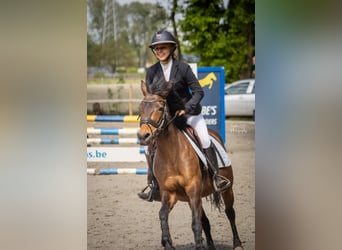 Belgian Riding Pony, Mare, 8 years, 13,1 hh, Brown