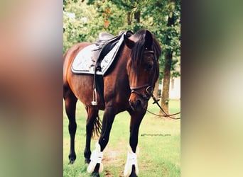 Belgian Riding Pony, Mare, 8 years, 13,1 hh, Brown