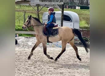 Belgian Riding Pony, Mare, 8 years, 14.1 hh, Brown