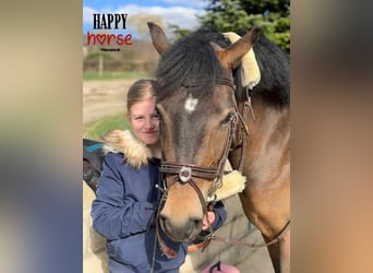 Belgian Riding Pony, Mare, 8 years, 14.1 hh, Brown