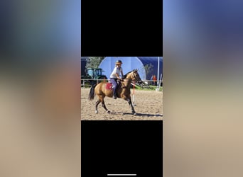 Belgian Riding Pony, Mare, 8 years, 14.1 hh, Dun