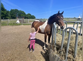 Belgian Riding Pony, Mare, 8 years, 14 hh, Pinto