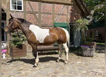 Belgian Riding Pony, Mare, 8 years, 14 hh, Pinto