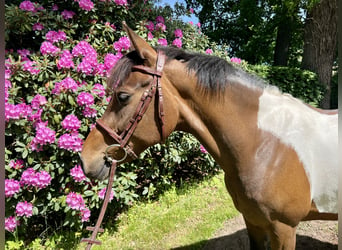 Belgian Riding Pony, Mare, 8 years, 14 hh, Pinto