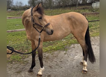Belgian Riding Pony, Mare, 8 years, 14,1 hh, Buckskin