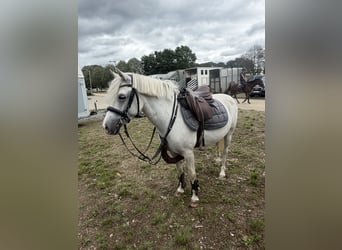 Belgian Riding Pony, Mare, 9 years, 12.2 hh, Grey