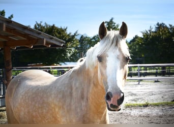Belgian Riding Pony, Mare, 9 years, 13 hh, Palomino