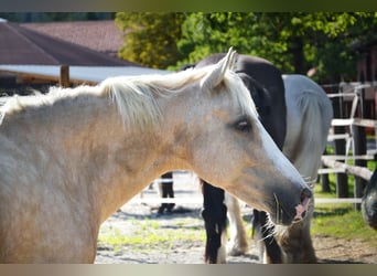 Belgian Riding Pony, Mare, 9 years, 13 hh, Palomino