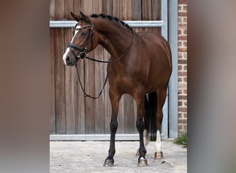 Belgisches Reitpony, Stute, 9 Jahre, 14,1 hh, Rotbrauner