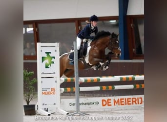 Belgian Riding Pony, Mare, 9 years, 14 hh, Pinto