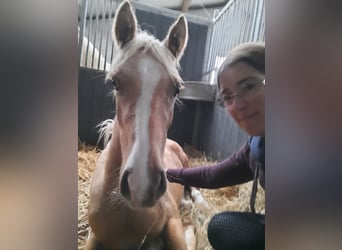 Belgian Riding Pony, Mare, Foal (03/2023), 14 hh, Palomino