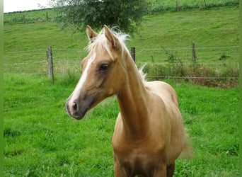 Belgian Riding Pony, Mare, Foal (03/2023), 14 hh, Palomino