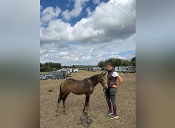 Belgian Riding Pony, Mare, Foal (06/2025), 14,1 hh, Buckskin