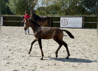 Belgian Riding Pony, Mare, Foal (06/2025), 14,1 hh, Buckskin