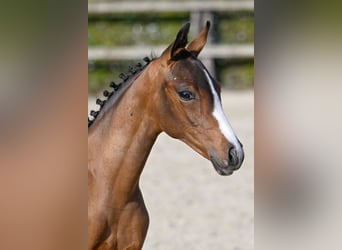 Belgian Riding Pony, Mare, Foal (05/2023), Bay