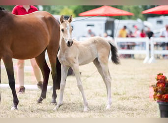 Belgian Riding Pony, Mare, Foal (06/2025), Dun