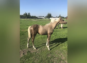 Belgian Riding Pony, Mare, Foal (01/2023), Palomino