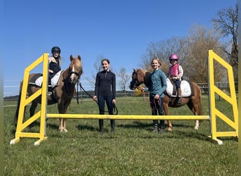 Belgian Riding Pony, Stallion, 11 years, 11.2 hh, Chestnut-Red