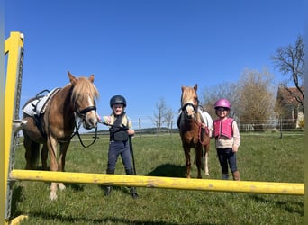 Belgian Riding Pony, Stallion, 11 years, 11.2 hh, Chestnut-Red