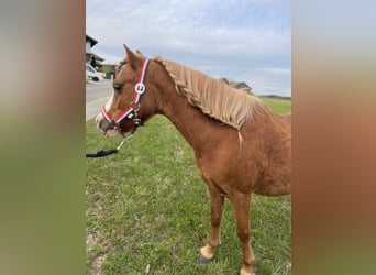 Belgian Riding Pony, Stallion, 11 years, 11.2 hh, Chestnut-Red