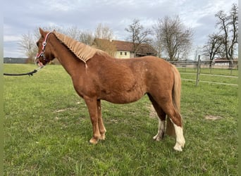 Belgian Riding Pony, Stallion, 11 years, 11.2 hh, Chestnut-Red