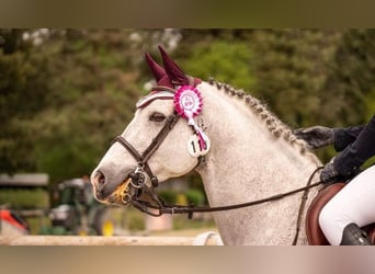 Belgian Riding Pony, Stallion, 13 years, 14.1 hh, Gray