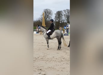 Belgian Riding Pony, Stallion, 13 years, 14.1 hh, Gray