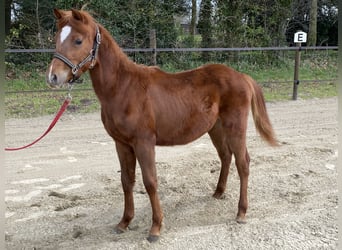 Belgian Riding Pony, Stallion, 1 year, 12.1 hh