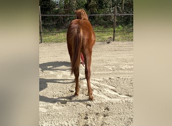 Belgian Riding Pony, Stallion, 1 year, 12.1 hh