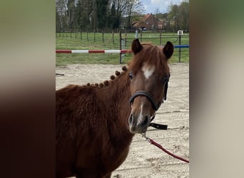 Belgian Riding Pony, Stallion, 1 year, 12.1 hh