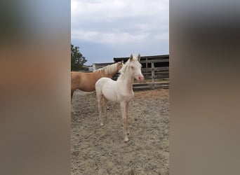 Belgian Riding Pony, Stallion, 1 year, 14.1 hh, Cremello