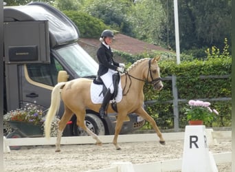 Belgian Riding Pony, Stallion, 1 year, 14.1 hh, Cremello