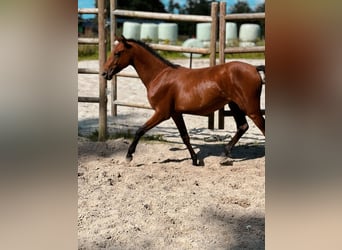 Belgian Riding Pony, Stallion, 2 years, 13.1 hh, Brown