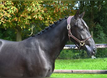 Belgian Riding Pony, Stallion, 2 years, 14.1 hh, Black
