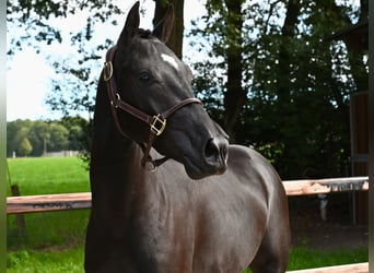 Belgian Riding Pony, Stallion, 2 years, 14.1 hh, Black