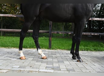 Belgian Riding Pony, Stallion, 2 years, 14.1 hh, Black