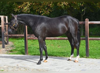Belgian Riding Pony, Stallion, 2 years, 14.1 hh, Black