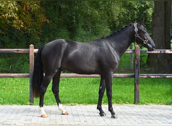 Belgian Riding Pony, Stallion, 2 years, 14.1 hh, Black