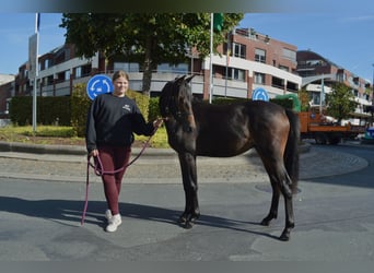 Belgian Riding Pony, Stallion, 2 years, 14,2 hh