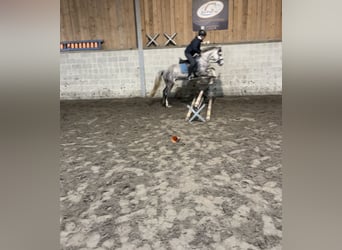 Belgian Riding Pony, Stallion, 3 years, 13.3 hh, Gray