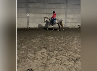 Belgian Riding Pony, Stallion, 3 years, 13.3 hh, Gray