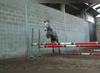 Belgian Riding Pony, Stallion, 3 years, 13.3 hh, Gray