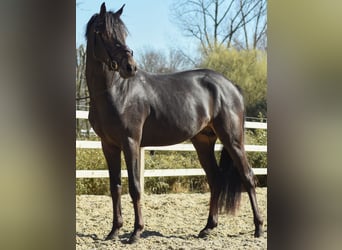 Belgian Riding Pony, Stallion, 3 years, 14,1 hh, Smoky-Black