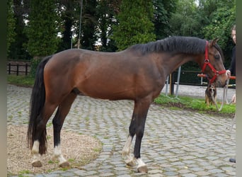 Belgian Riding Pony, Stallion, 4 years, 14 hh, Brown