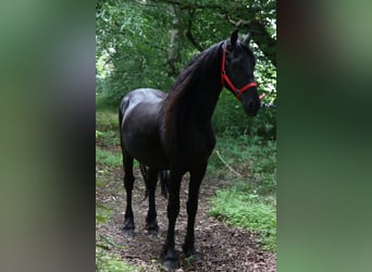 Belgian Riding Pony, Stallion, 6 years, 14.1 hh, Black