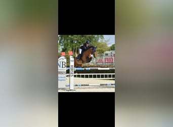 Belgisches Reitpony, Hengst, 8 Jahre, 14,2 hh, Brauner