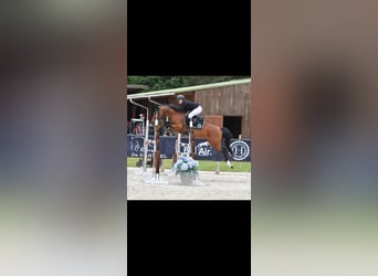 Belgian Riding Pony, Stallion, 8 years, 14,2 hh, Brown