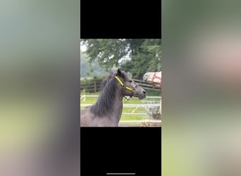 Belgian Riding Pony, Stallion, Foal (05/2024), 14.2 hh, Gray