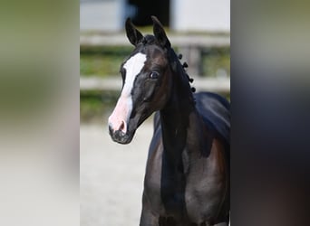 Belgian Riding Pony, Stallion, Foal (04/2023), Bay-Dark